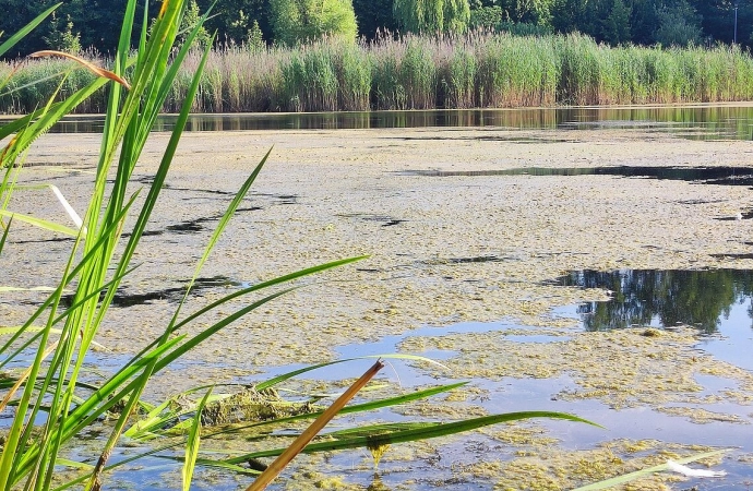 Olsztyn znów odławia moczarkę